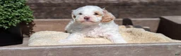 Cockapoo dogs for sale: Logan - Ad 7