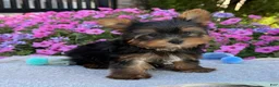 Yorkshire Terrier dogs for sale: Ira - Ad 1