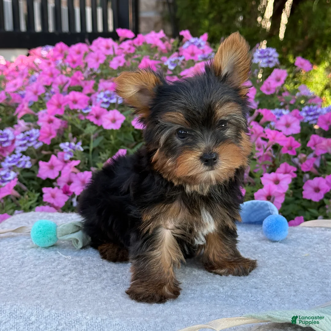 Yorkshire Terrier dogs for sale: Ira - Ad 1