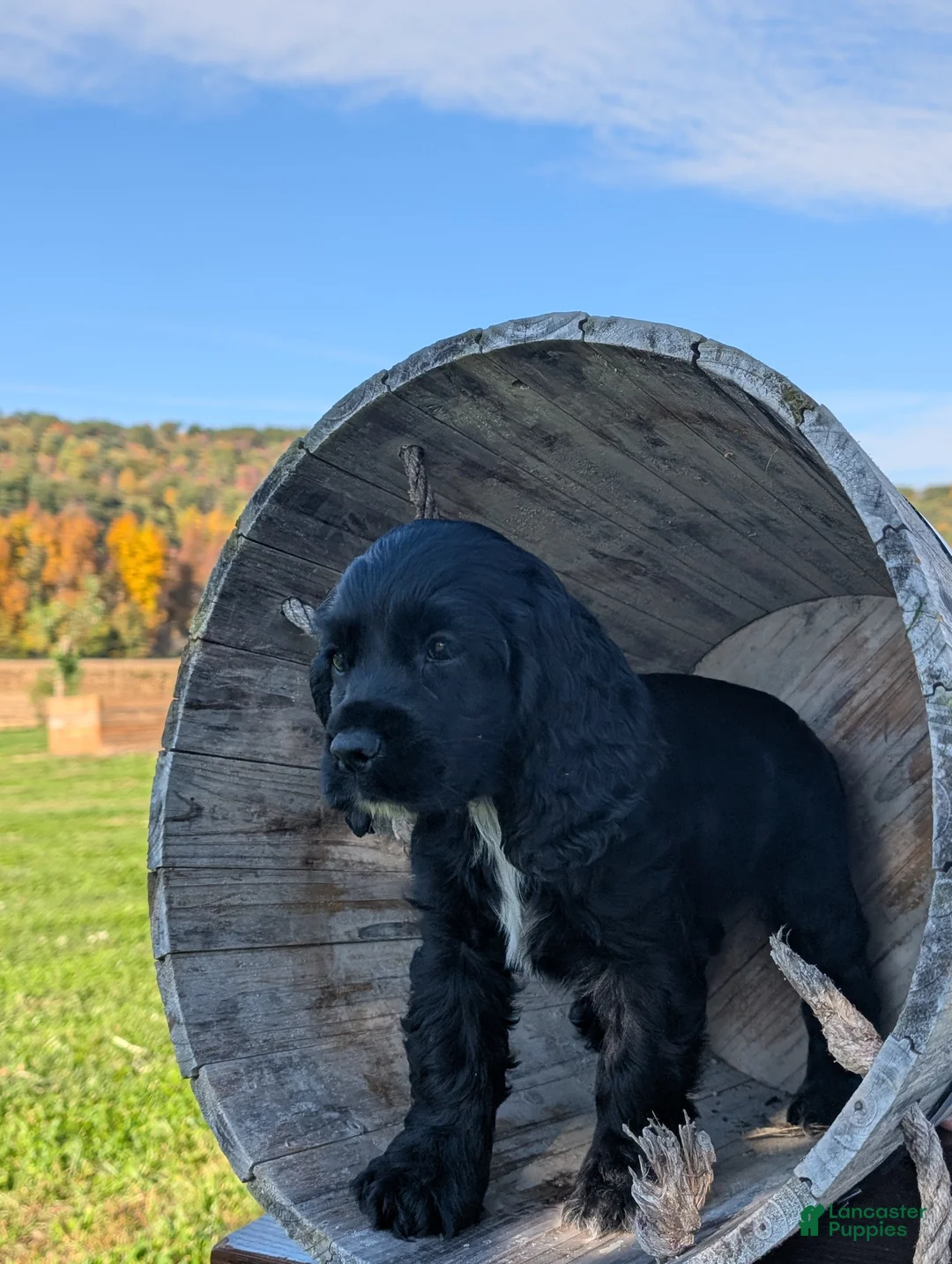 Cocker Spaniel dogs for sale: Cailey - Ad 3