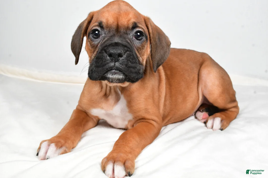 Boxer dogs for sale: Tonya - Ad 1