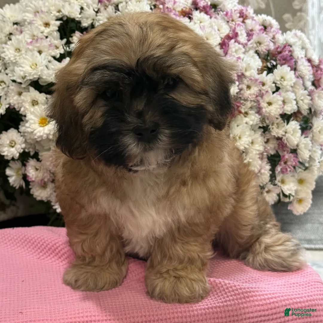 Teddy Bear dogs for sale: Callie - Ad 8