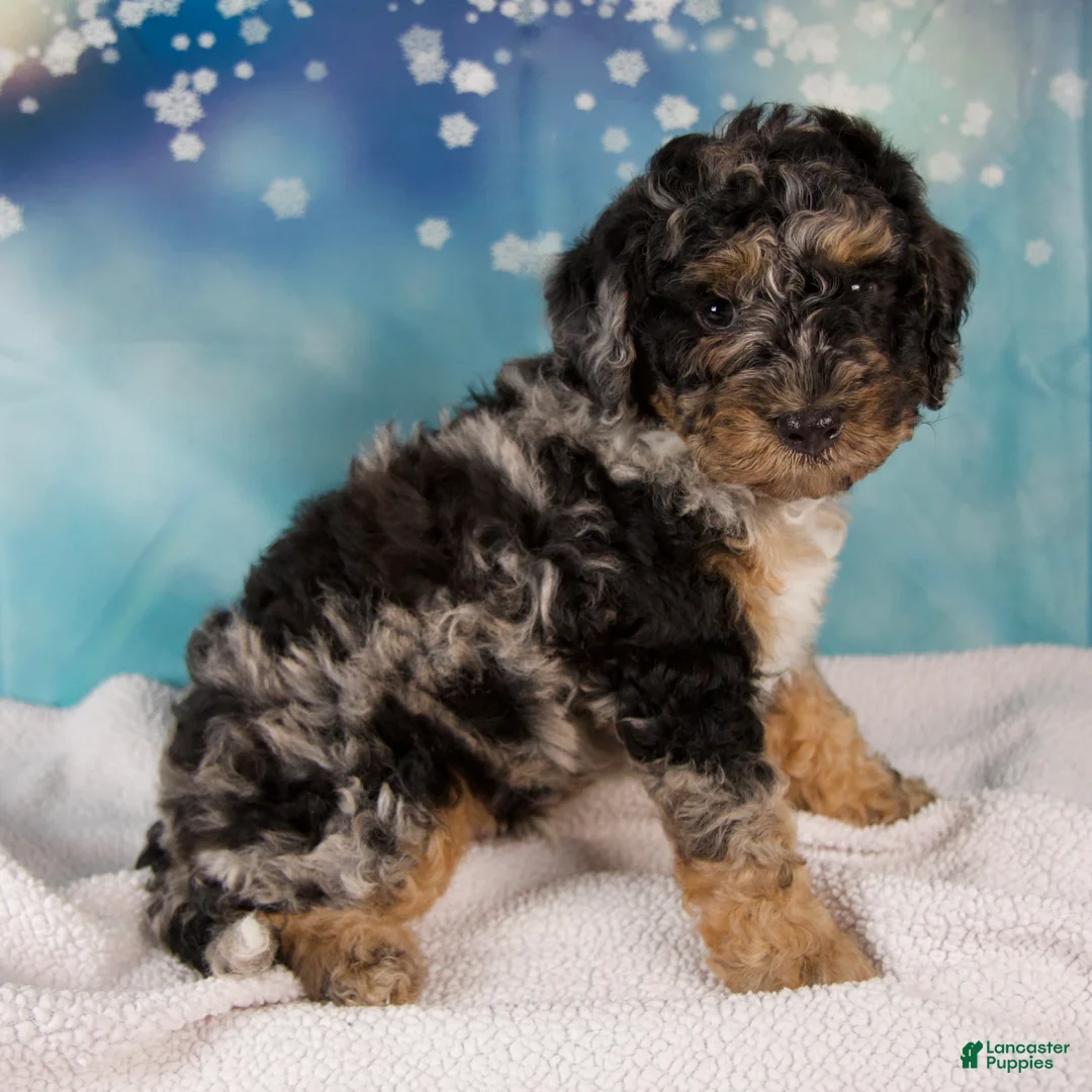 Mini Bernedoodle dogs for sale: Carson - Ad 3