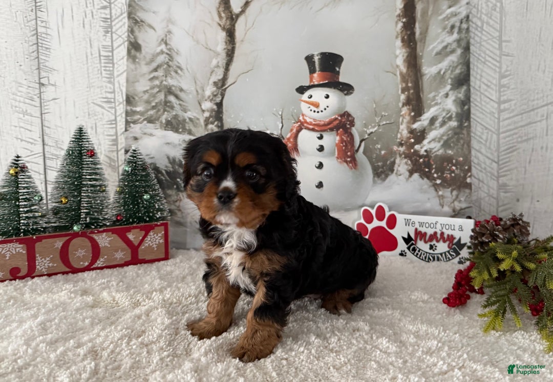 Cavalier King Charles Spaniel dogs for sale: Rudolph - Ad 2