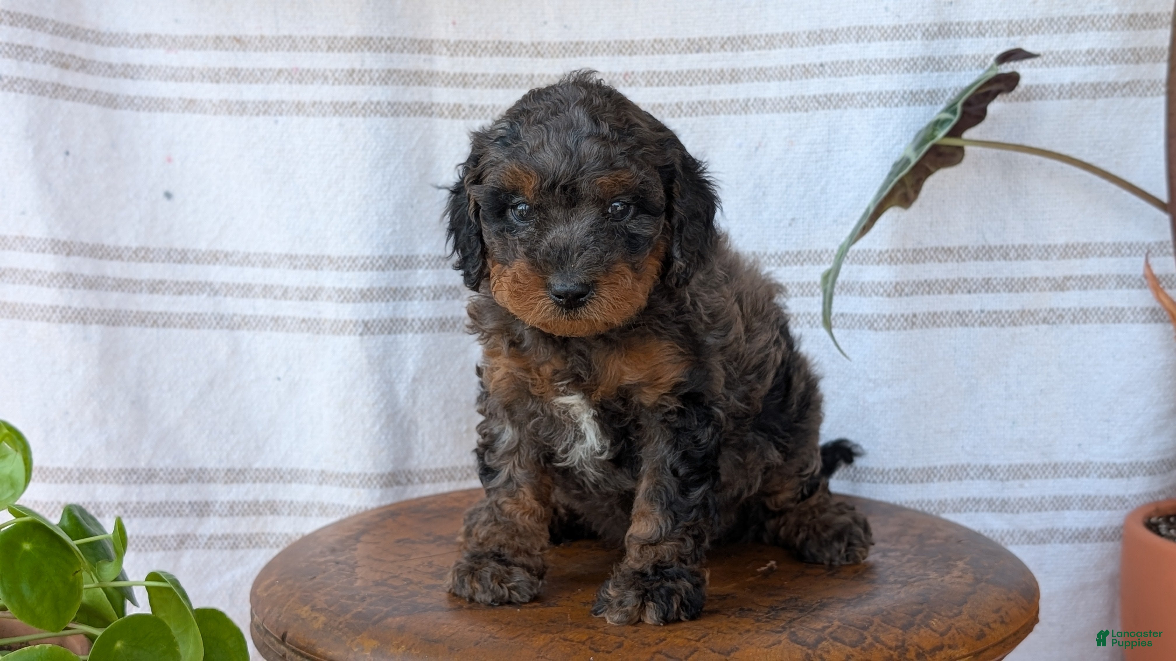 Cavapoo dogs Maddox  - Ad 2