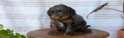 Cavapoo dogs for sale: Maddox  - Ad 2