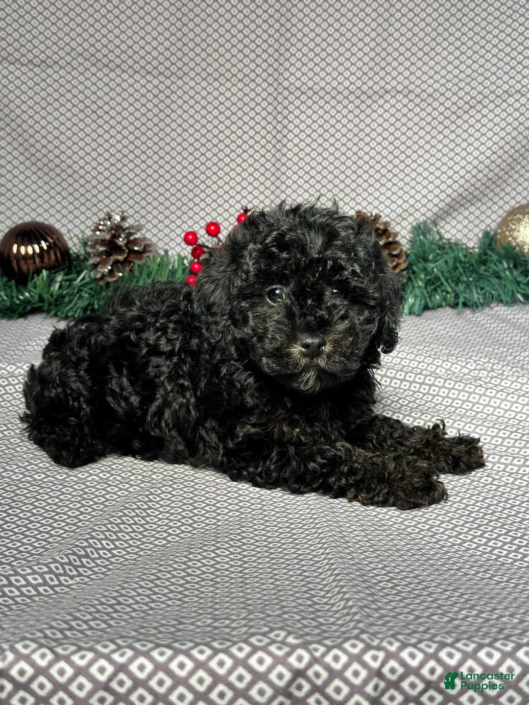 Miniature Poodle dogs for sale: Kevin - Ad 3