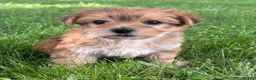 Morkie dogs for sale: Brookie  - Ad 3