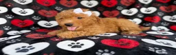Mini Aussiedoodle dogs for sale: Olivia - Ad 4