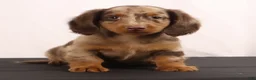 Dachshund dogs for sale: Duke - Ad 7