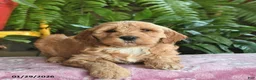 Mini Goldendoodle dogs for sale: Flash  - Ad 2