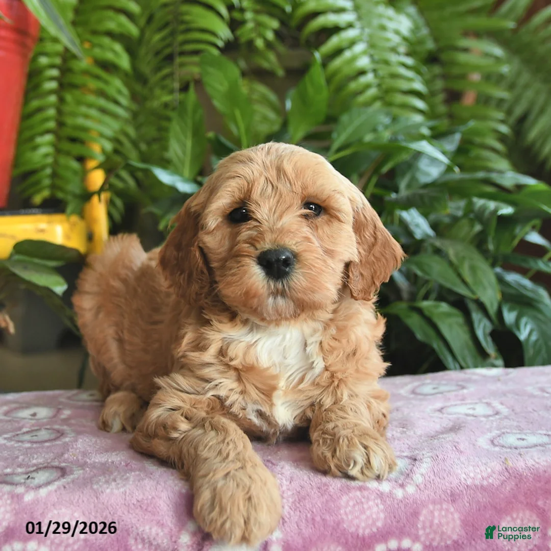 Mini Goldendoodle dogs for sale: Flash  - Ad 2