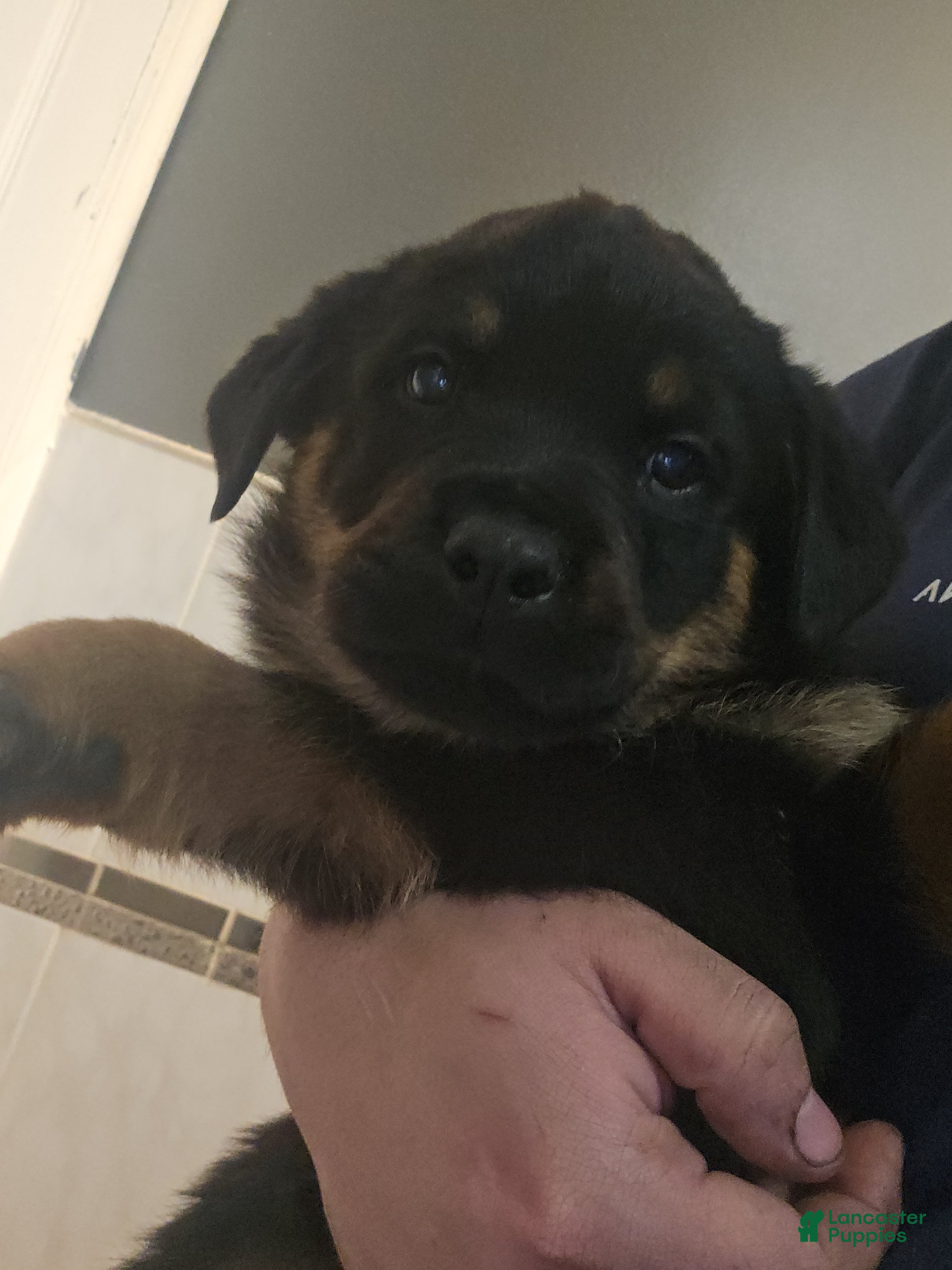 Rottweiler dogs Rottweiler Puppy 2 - Ad 15