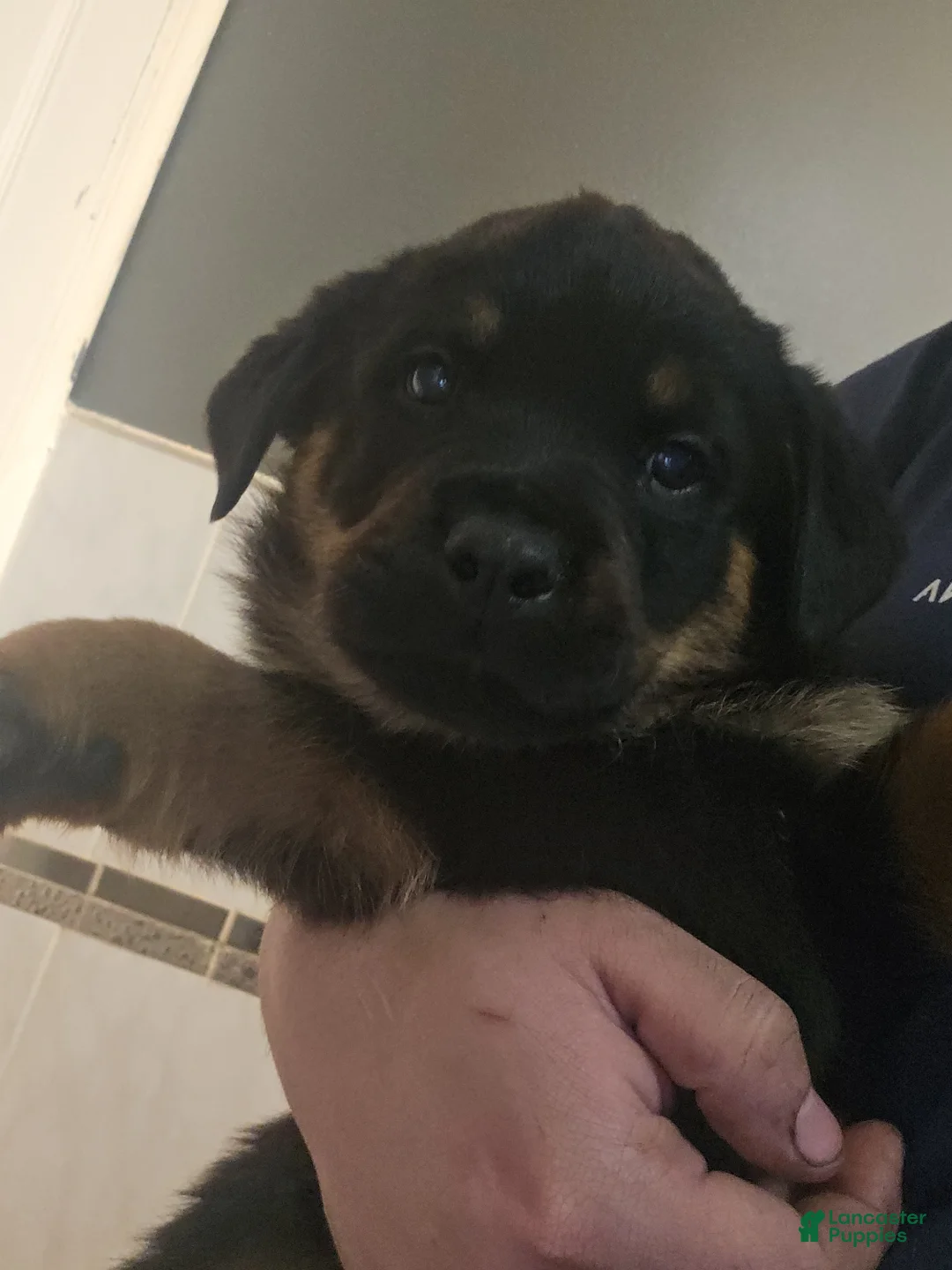 Rottweiler dogs for sale: Rottweiler Puppy 2 - Ad 1