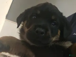 Rottweiler dogs Rottweiler Puppy 2 - Ad 15