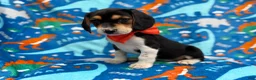 Beagle dogs for sale: Tigger - Ad 2