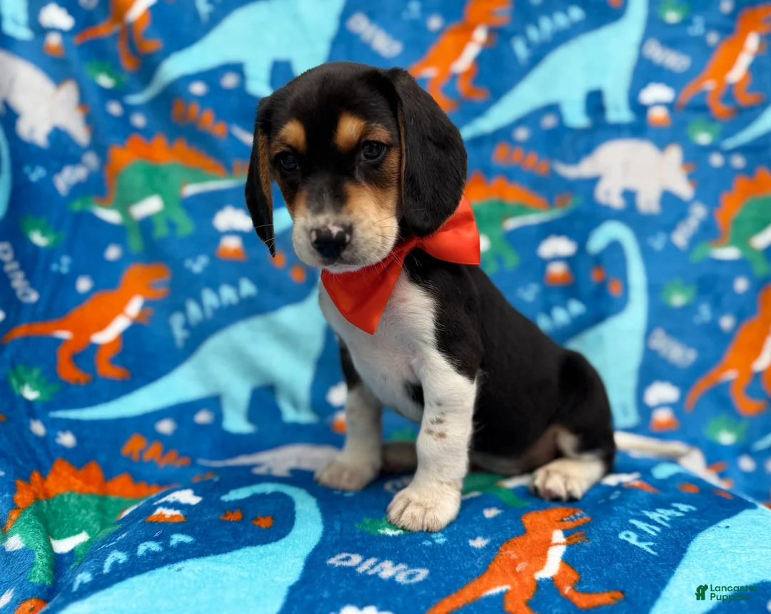 Beagle dogs for sale: Tigger - Ad 2