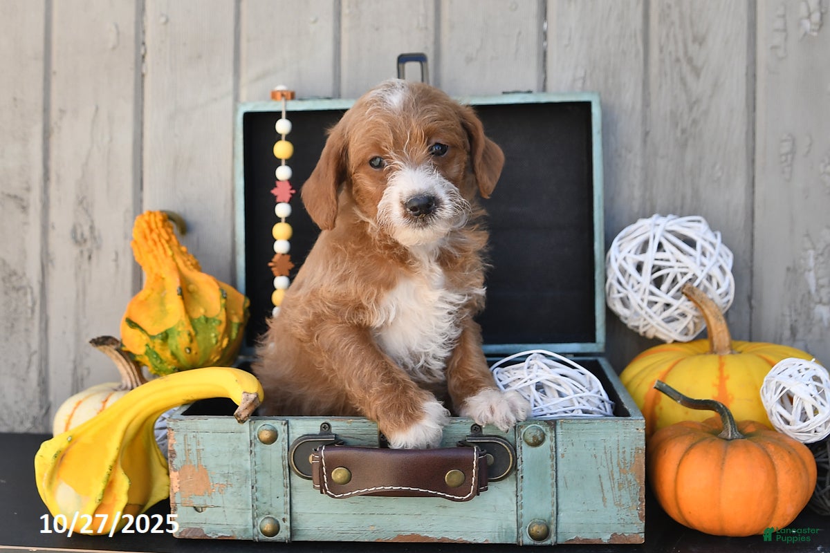 Mixed Breed dogs Twinkle - Ad 3