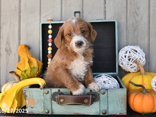 Mixed Breed dogs Twinkle - Ad 1