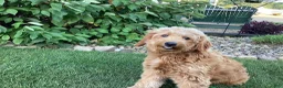 Mini Goldendoodle dogs for sale: Cora - Ad 10