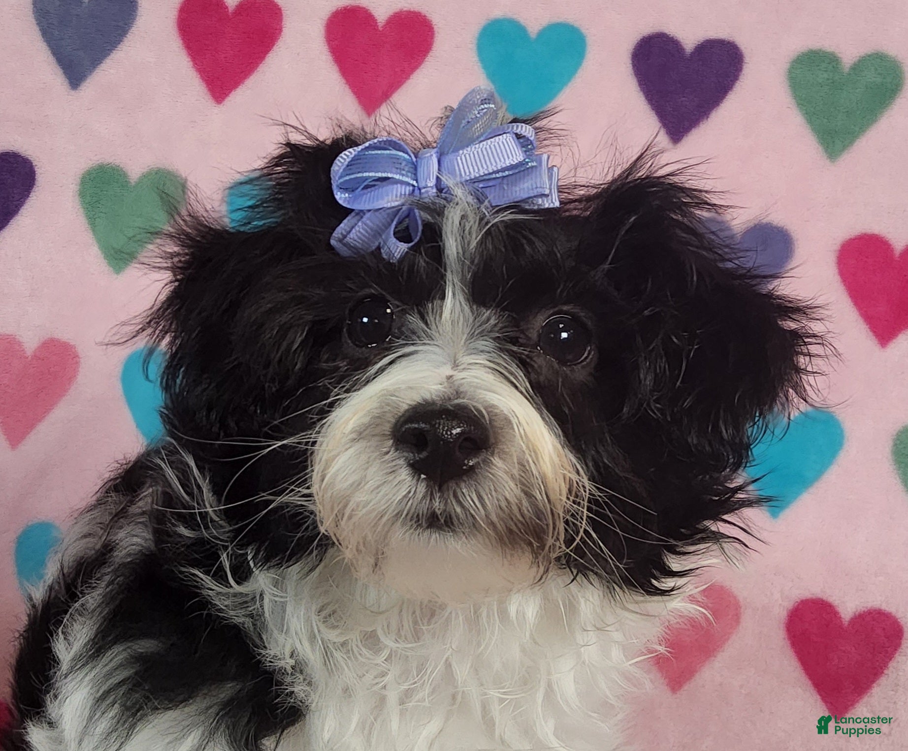 Yorkiepoo dogs Celestia Joy - Ad 5