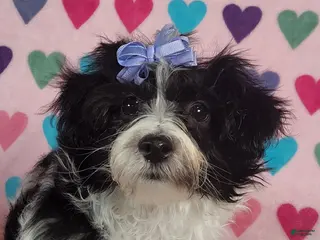 Yorkiepoo dogs Celestia Joy - Ad 5