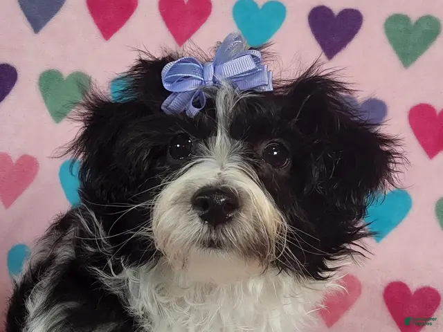 Yorkiepoo dogs for sale: Celestia Joy - Ad 11
