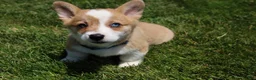Welsh Corgi Pembroke dogs for sale: Ace - Ad 8