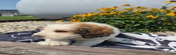 Mixed Breed dogs for sale: Letty - Ad 3
