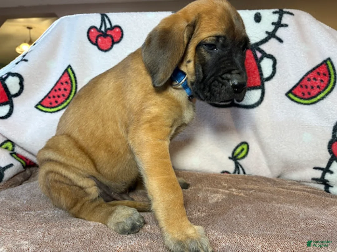 English Mastiff dogs for sale: Tank (Blue) - Ad 2