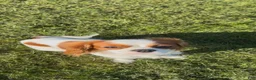 Cavalier King Charles Spaniel dogs for sale: Cavalier King Charles Spaniel 3 - Ad 1