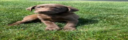 Labrador Retriever dogs for sale: Charles - Ad 2