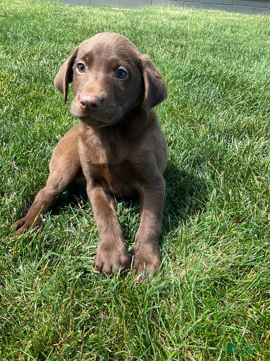 Labrador Retriever dogs for sale: Charles - Ad 2