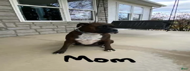 Penny
