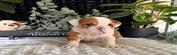English Bulldog dogs for sale: Pork Chop - Ad 3