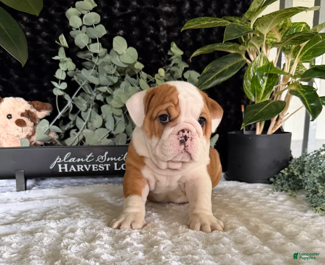 English Bulldog dogs for sale: Pork Chop - Ad 3