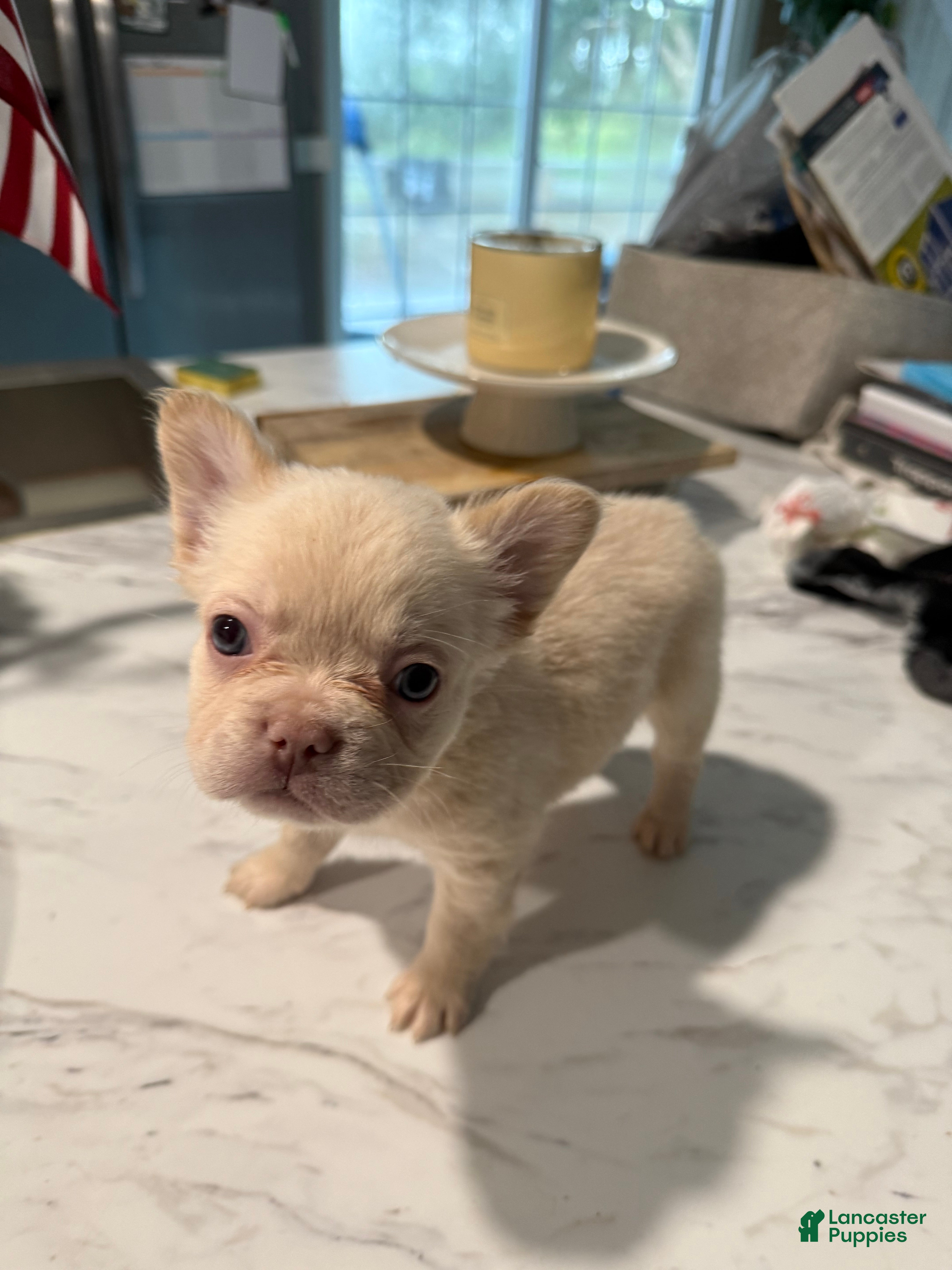 French Bulldog dogs Fluffy French Bulldog 2 - Ad 31