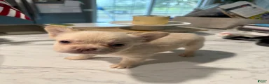 Fluffy French Bulldog 2