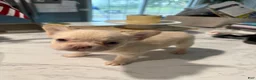 French Bulldog dogs for sale: Fluffy French Bulldog 2 - Ad 1