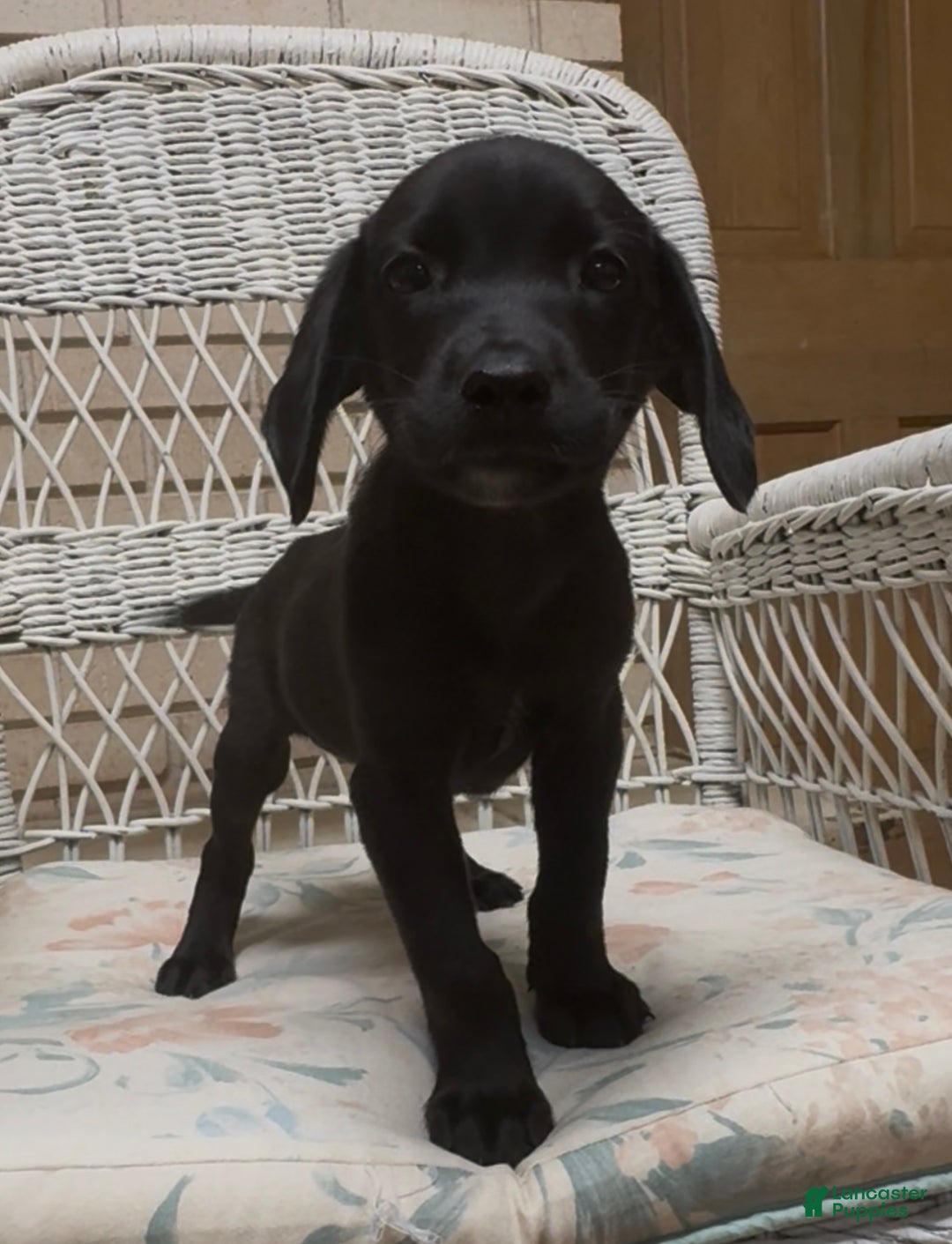 Labrador Retriever dogs for sale: Labrador Retriever Chester - Ad 52