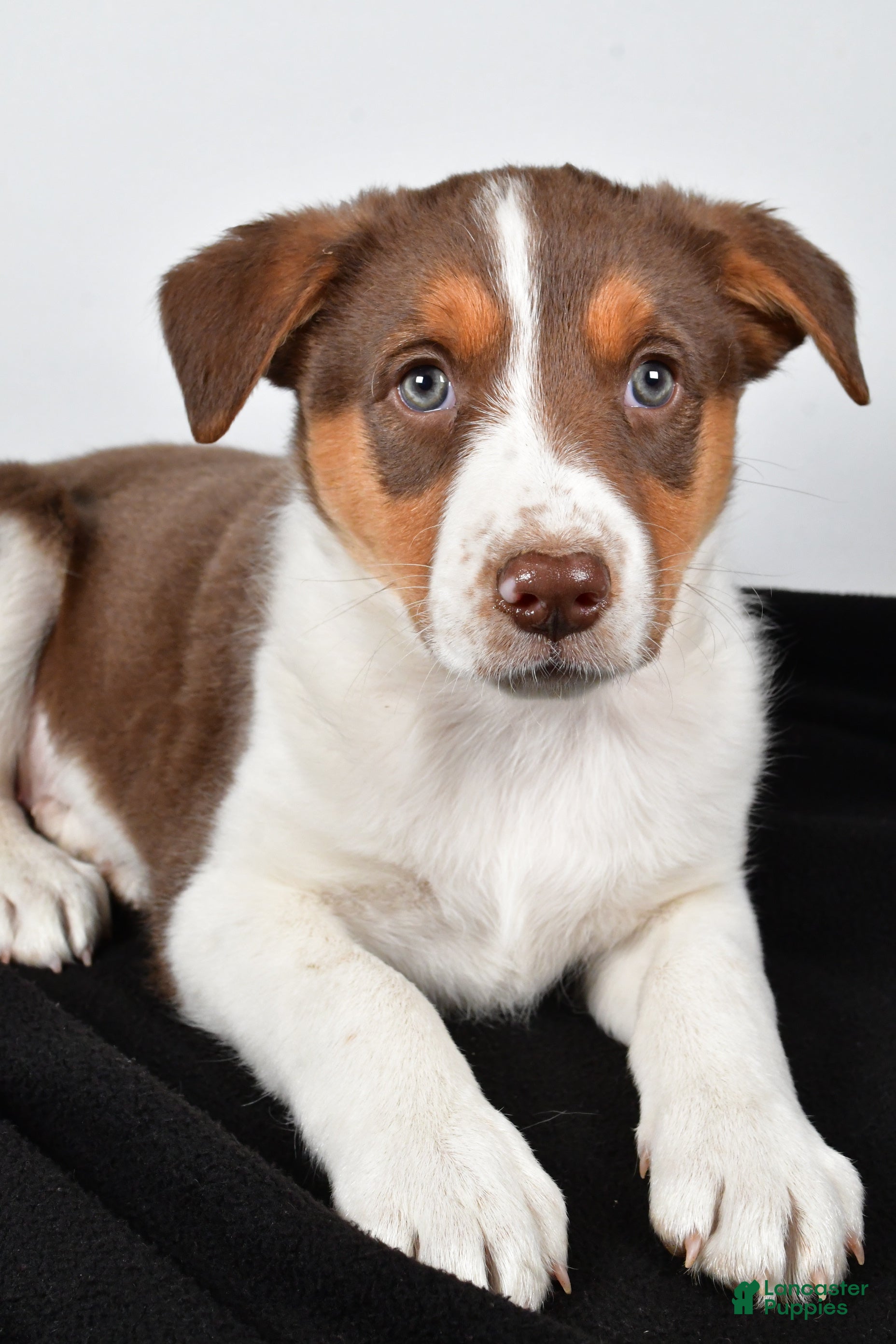 Mixed Breed dogs Kate - Ad 12