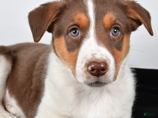 Mixed Breed dogs - Ad 14