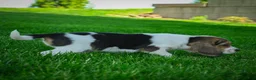 Beagle dogs for sale: Norris - Ad 2