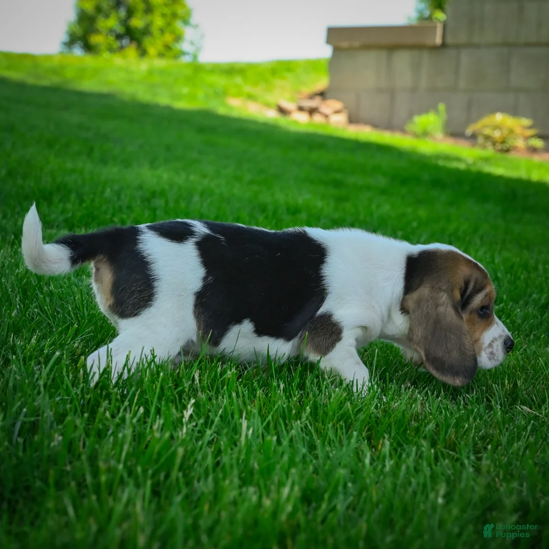 Beagle dogs for sale: Norris - Ad 2
