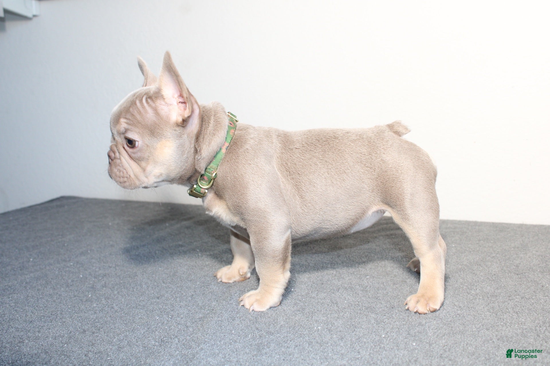 French Bulldog dogs French Bulldog 1 - Ad 1