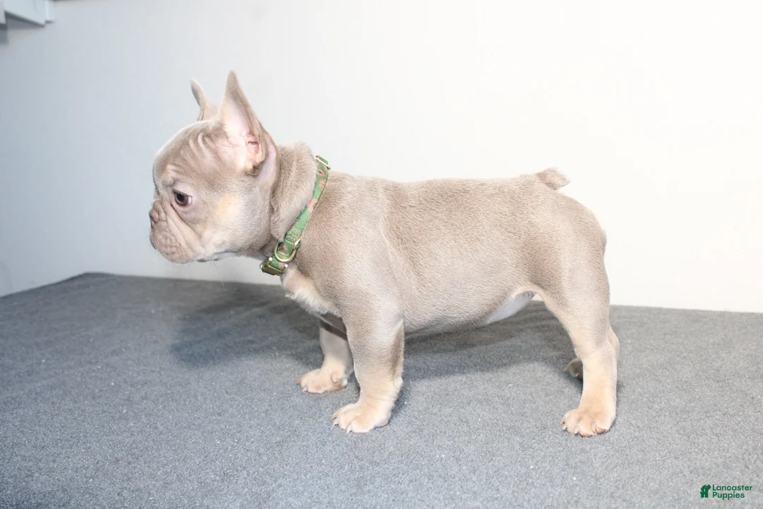 French Bulldog dogs for sale: French Bulldog 1 - Ad 1