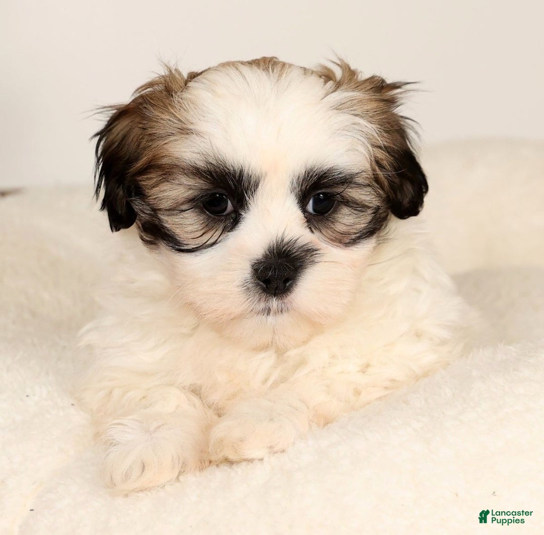 Malshi dogs for sale: Timmy - Ad 6