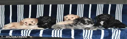 Cockapoo dogs for sale: Buttercup - Ad 3