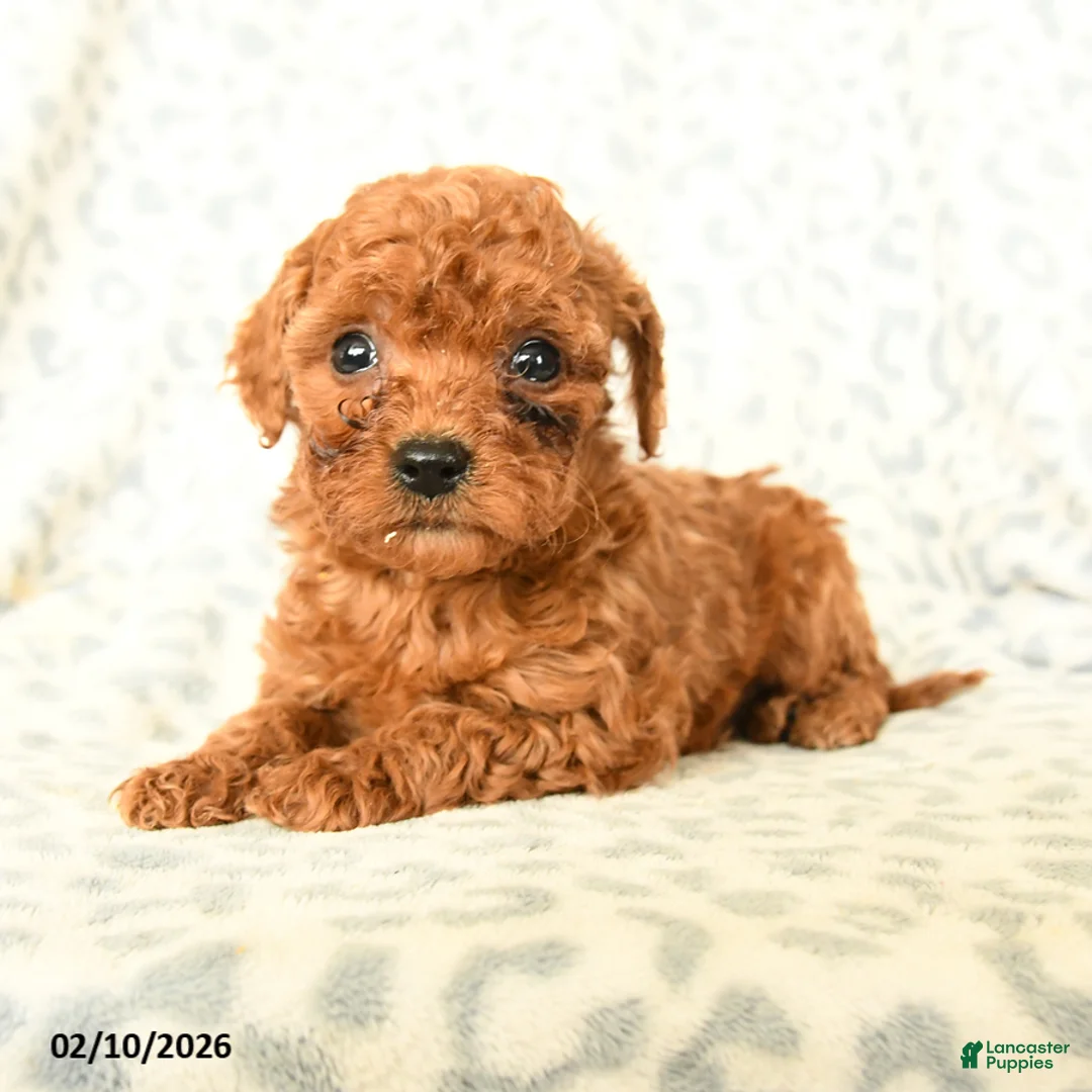 Miniature Poodle dogs for sale: Loki - Ad 4