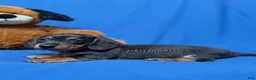 Miniature Dachshund dogs for sale: Smooth coat black & tan male AKC  - Ad 8